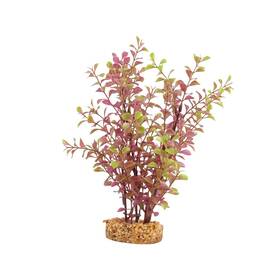 108606 Fluval Pp1737 Red Ludwigia 10 Inch