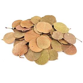 Supreme-goodsoutlet 744759963895 50pcs Natural Leaf Aquarium Filter Terminalia Catappa Foetida Leaves Island Almo