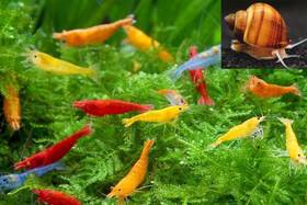 Swimming Creatures 810165870314 20 Mixed Color Neocaridina Freshwater Shrimp 1 Mystery Snail Random Colo