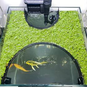 B0dlwkbqsw Switior Floating Plant Corral For Aquarium Fish Tank Duckweed Protector Auto Adjust N