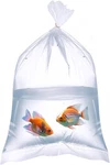 100 Pcs Plastic Clear Fish Bags Leakproof For Storing Transporting, 6X12 Inch. Fixed Price $15.99.