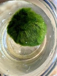 Marimo Moss Balls 1.25-1.75INCH Live Plant Aquarium Tank Usa Seller Fast Ship. Fixed Price $14.99.