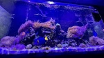 Red Sea Reefer 350 Glass Marine Aquarium 93 Gal. Complete Setup With Stand. Fixed Price $450.00.