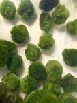 3 Marimo Moss Balls 1.25INCH-1.75INCH Live Plant Aquarium Tank Usa Seller Fast. Fixed Price $29.99.