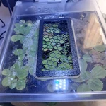 Lid Feed Cover For Fluval Spec 3 5 10L 19L Nano Plant Betta Aquarium Fish Tank. Fixed Price $14.85.