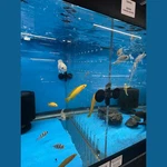 Rockland Aquarium Thick Acrylic Divider Kit 75 Gallon Fits Aqueon. Fixed Price $49.99.